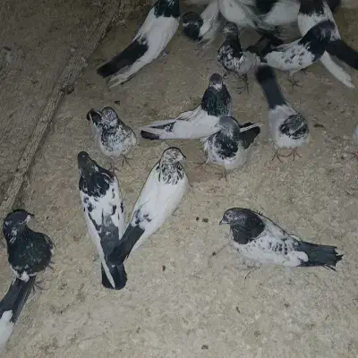 کله دم سیاه|پرنده|ساوه, |دیوار