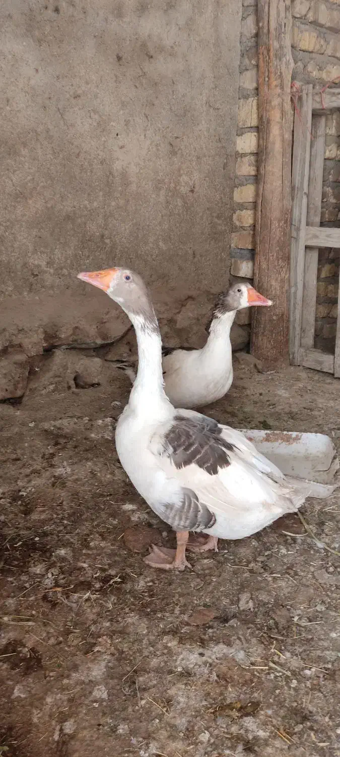 دو جفت غاز|حیوانات مزرعه|معصومیه, |دیوار