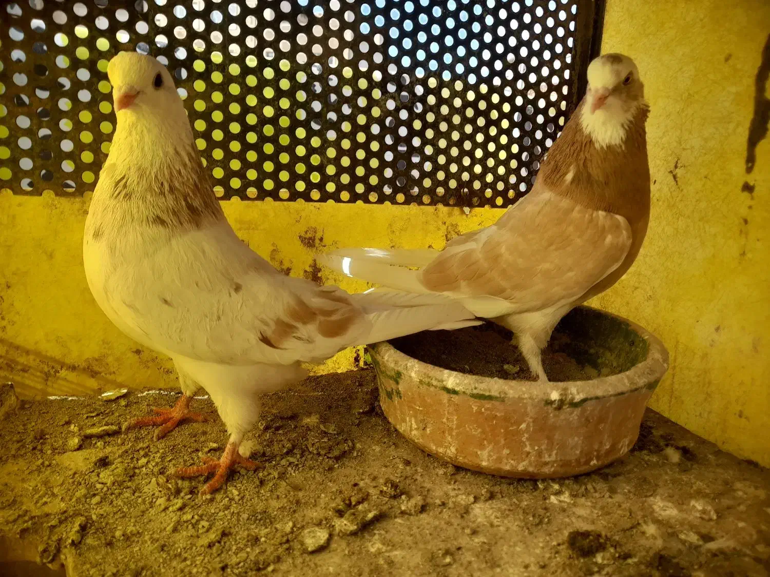 کبوتر|پرنده|محمدشهر, محمدشهر|دیوار