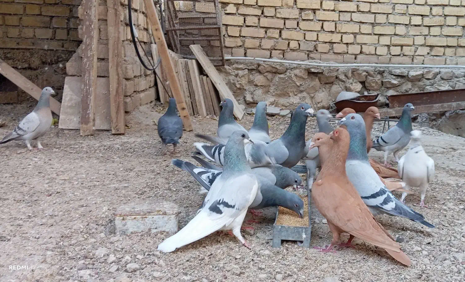 کبوتر پلاکی|پرنده|کازرون, |دیوار