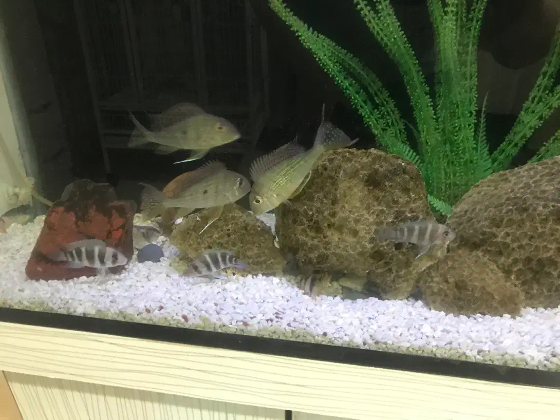 فرانتوزا|ماهی|تهران, مشیریه|دیوار