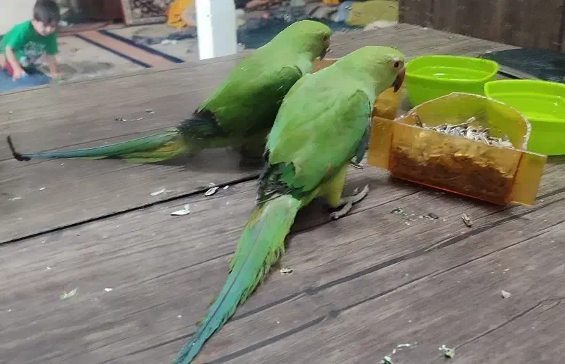 طوطیهای خونگی دستی مینا عروس کوتوله شاه|پرنده|مشهد, کریم آباد|دیوار