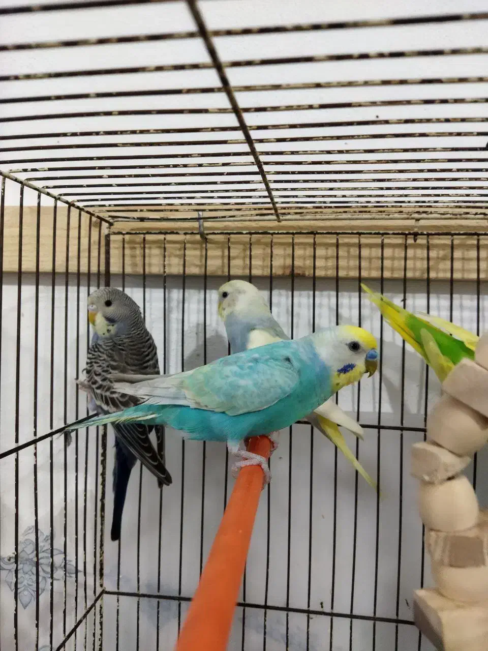 مرغ عشق ماده و نر جوجه و بالغ|پرنده|رشت, حمیدیان|دیوار