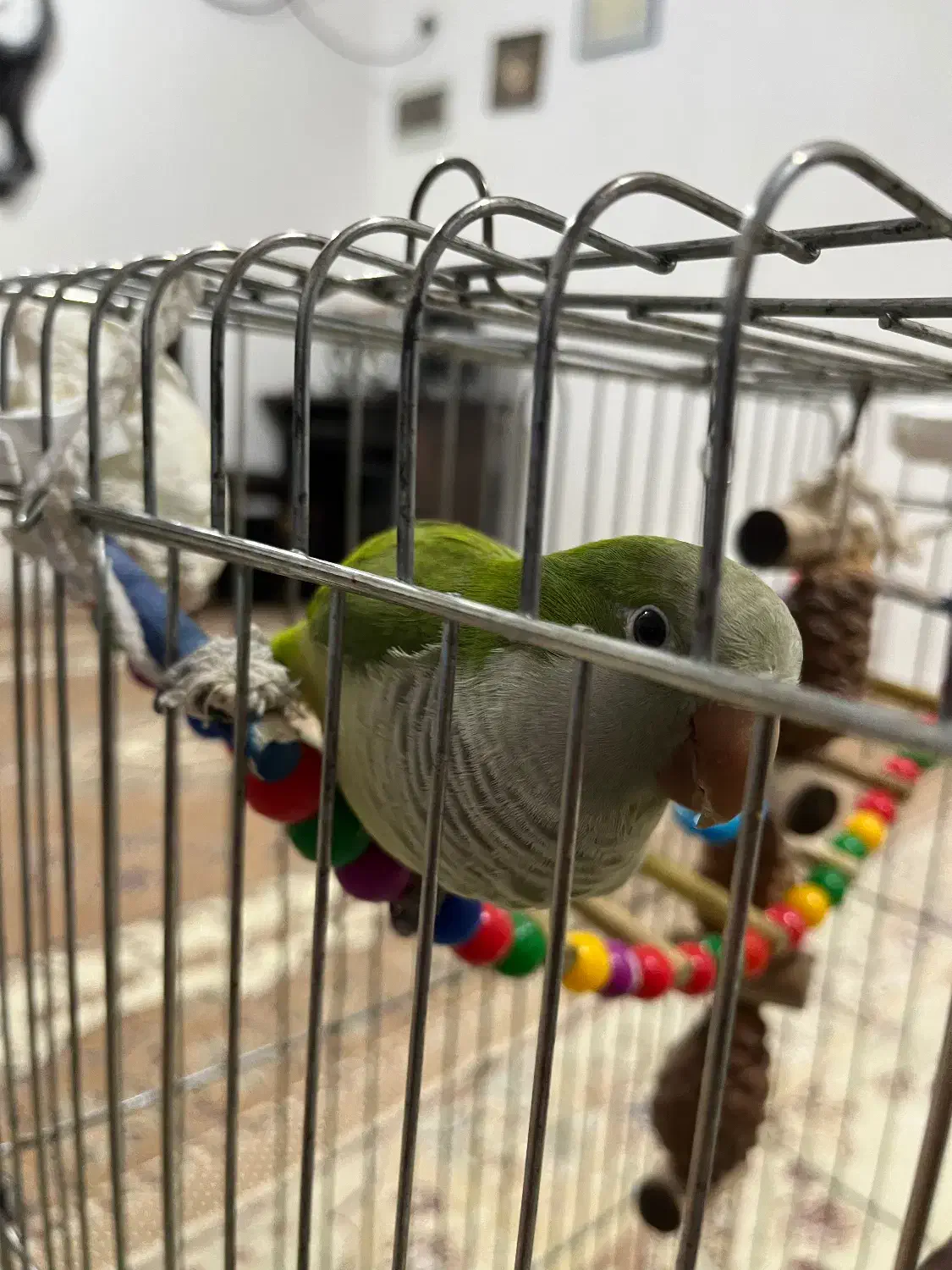 پرنده راهب|پرنده|بندر ماهشهر, |دیوار