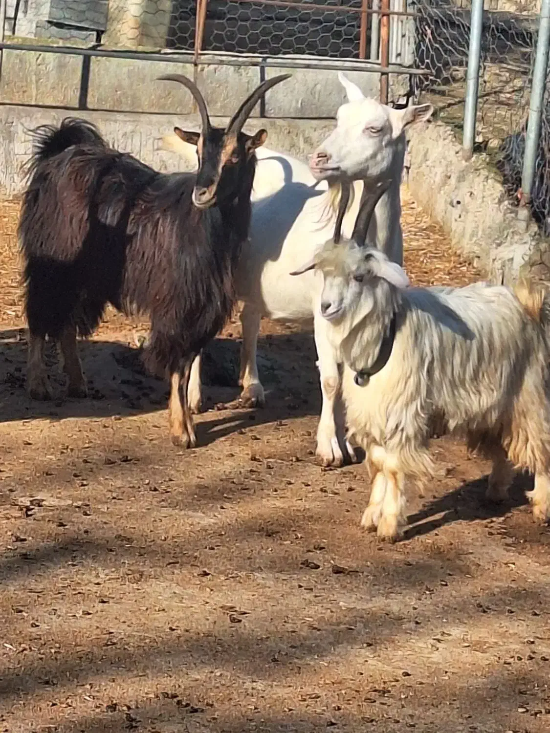 فروش دام زنده|حیوانات مزرعه|گلوگاه بابل (گلیا), |دیوار