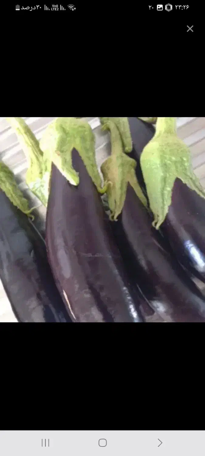 بادمجان ورامین|خوردنی و آشامیدنی|گلبهار, شهر جدید گلبهار|دیوار