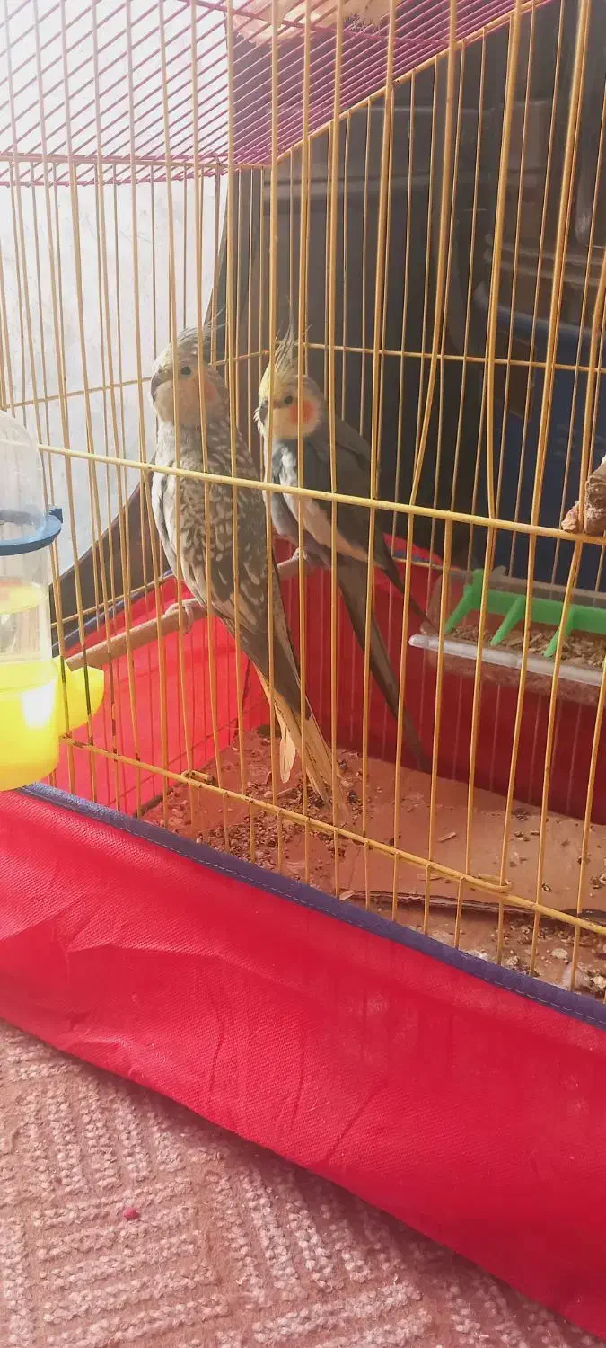 عروس هلندی|پرنده|شادگان, |دیوار