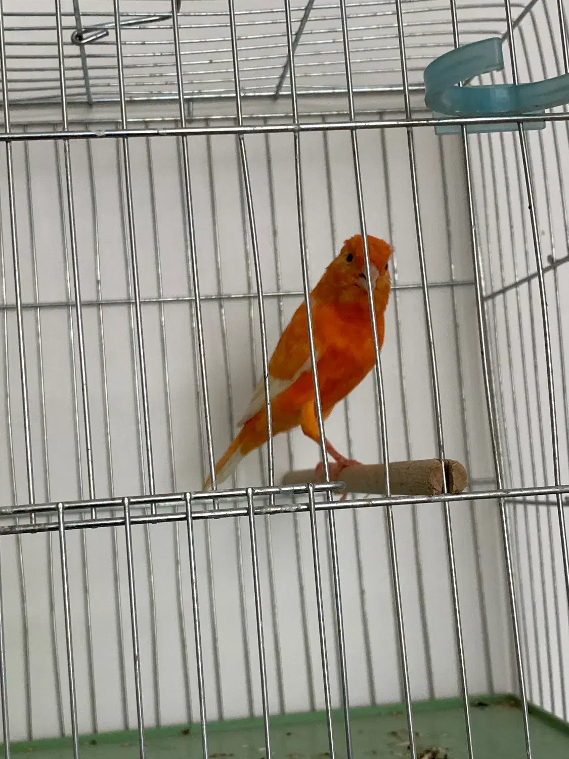 قناری نر مست|پرنده|بندر ماهشهر, |دیوار