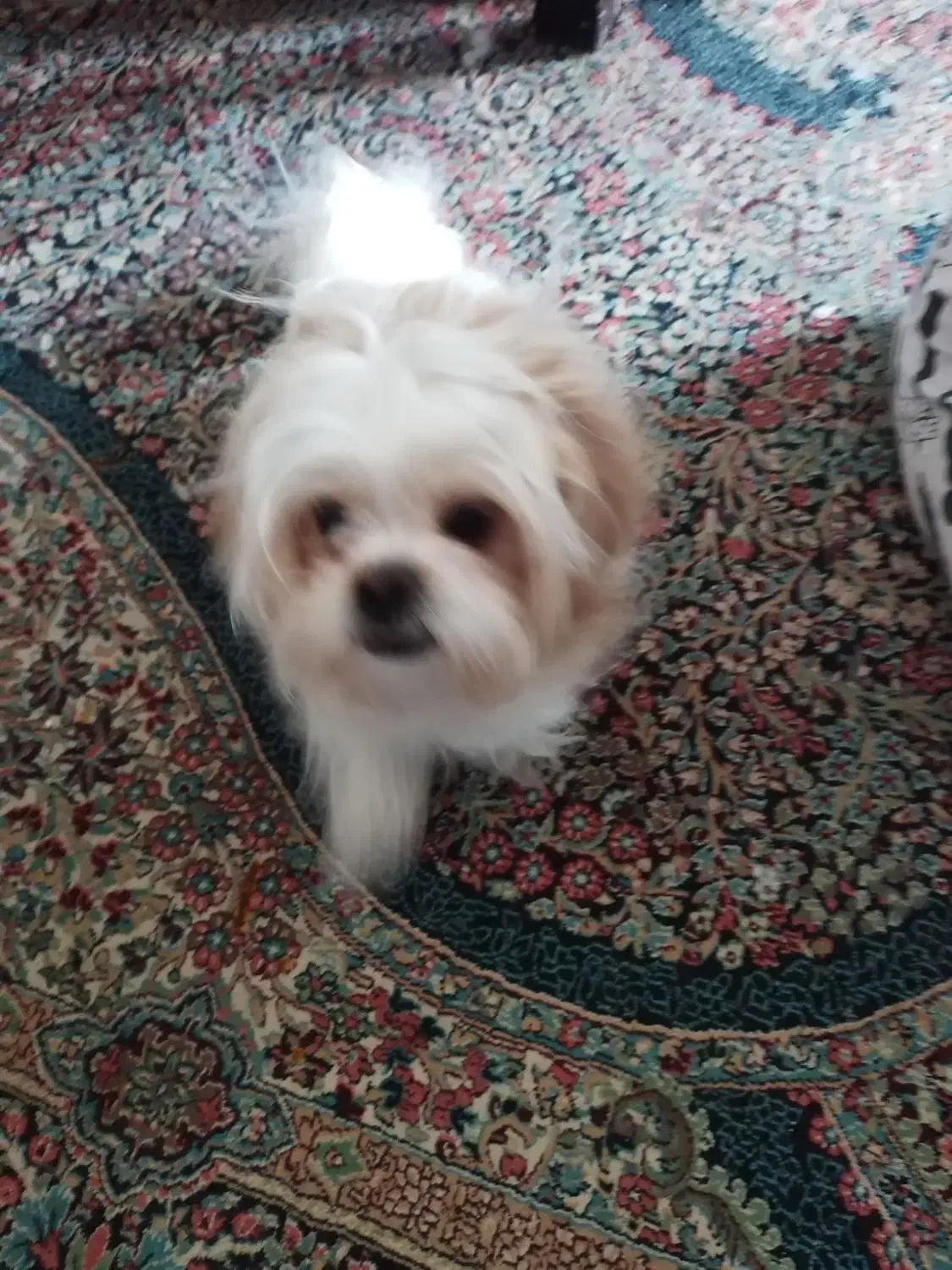 فروش دوعدد سگ|سگ|کرمان, |دیوار