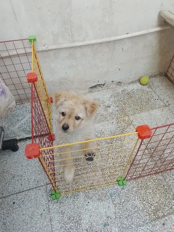 سگ پا کوتاه|سگ|بیرجند, |دیوار