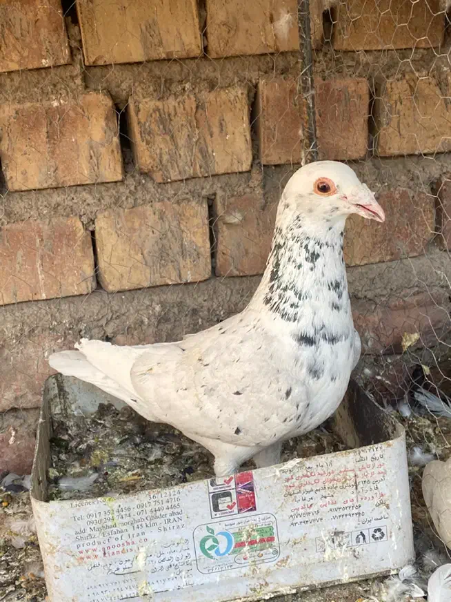 سار|پرنده|کرمان, |دیوار