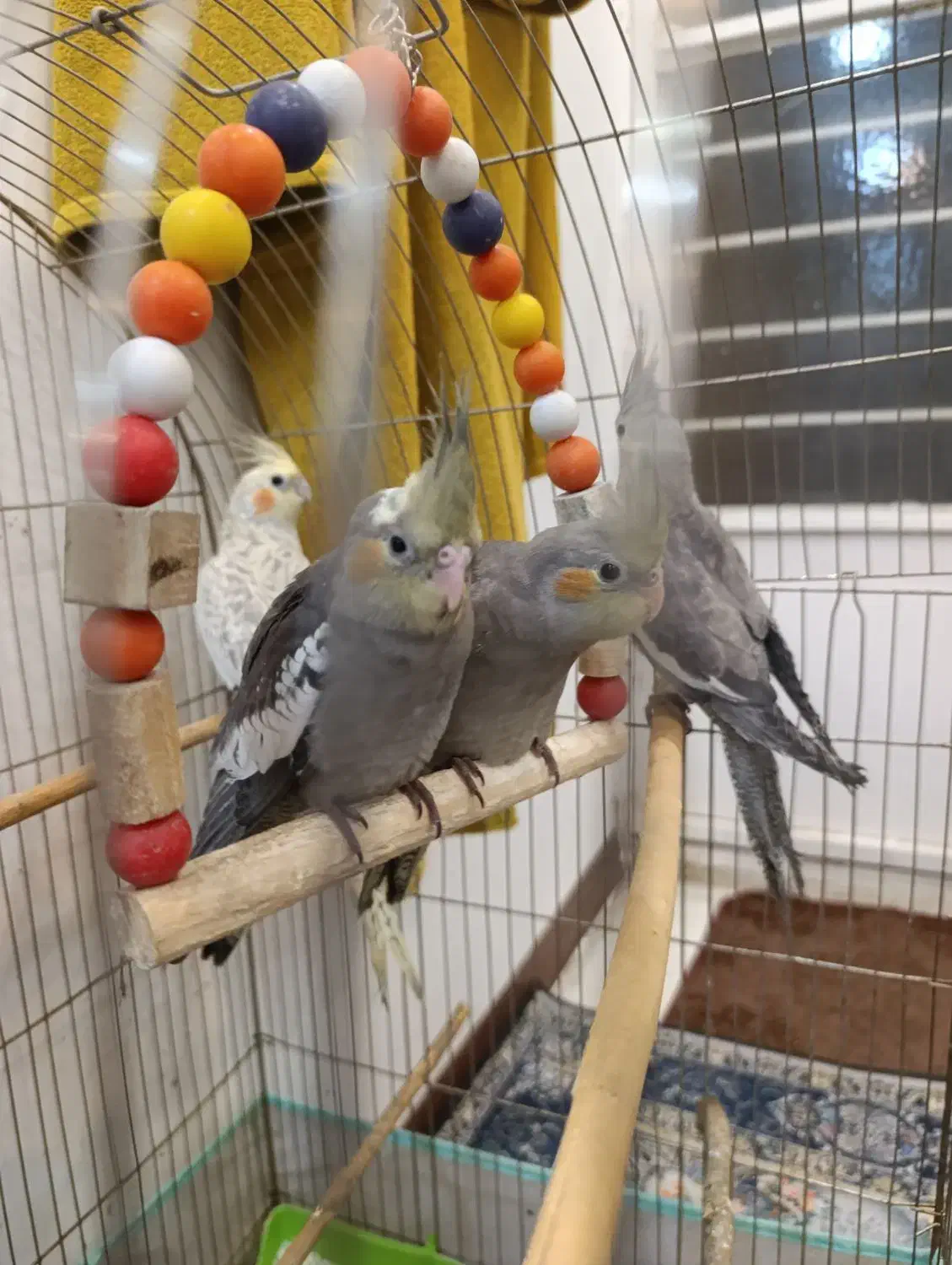 عروس هلندی|پرنده|شیراز, کوشک میدان|دیوار