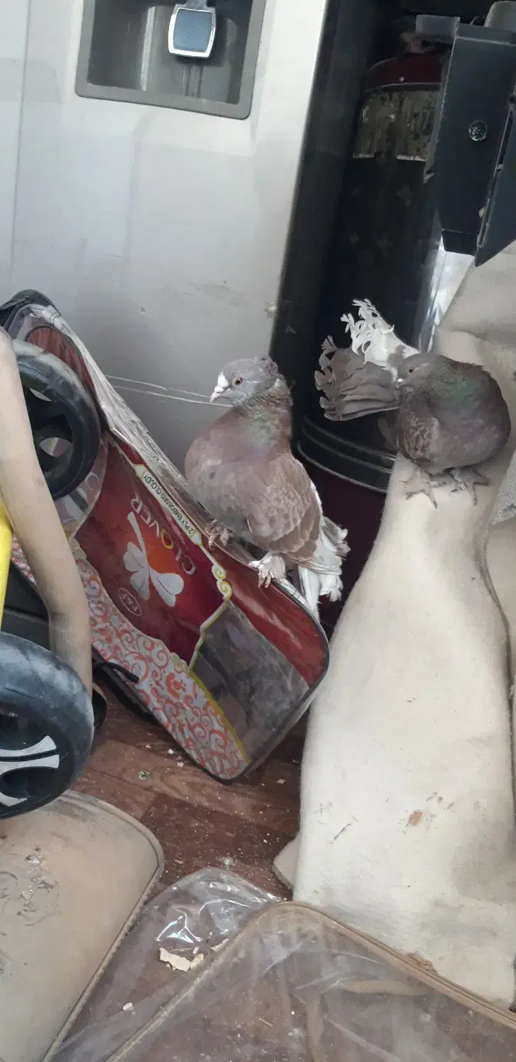 کفتر|پرنده|شیراز, رازی|دیوار