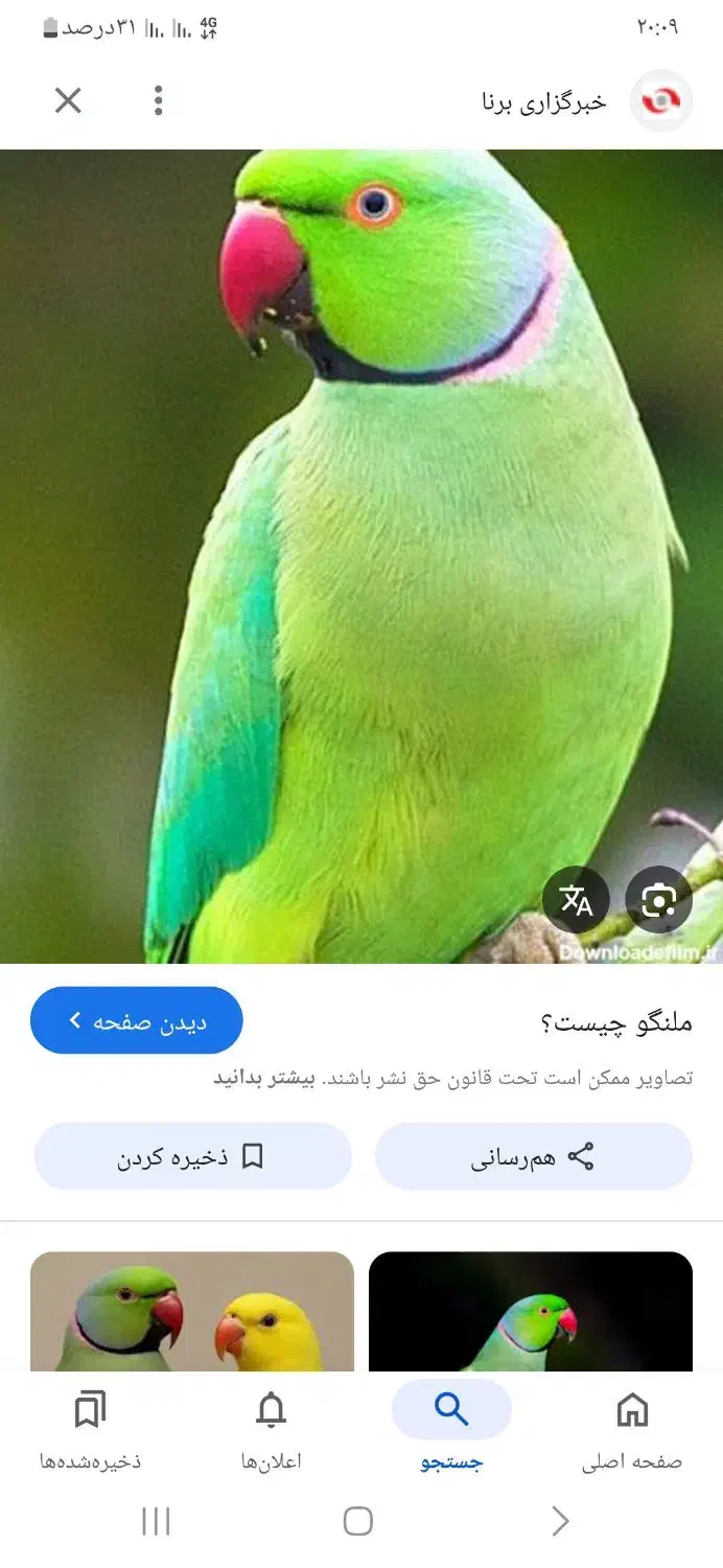 طوطی ملنگو سبز گمشده|پرنده|سیرجان, |دیوار