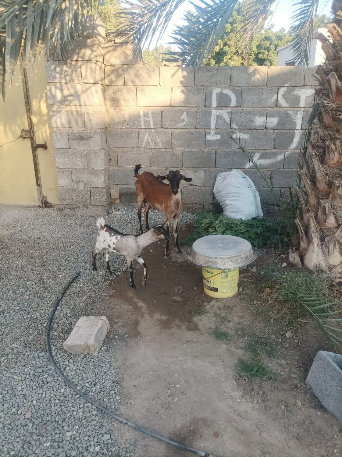 بز دورگ سومال به همراه گیسه،قیمت مقطوع|حیوانات مزرعه|میناب, |دیوار