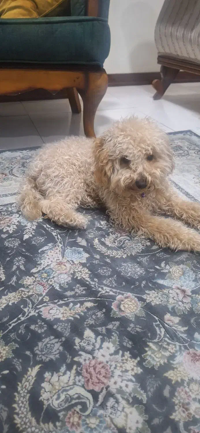 توی پودل|سگ|تهران, تهرانسر شرقی|دیوار