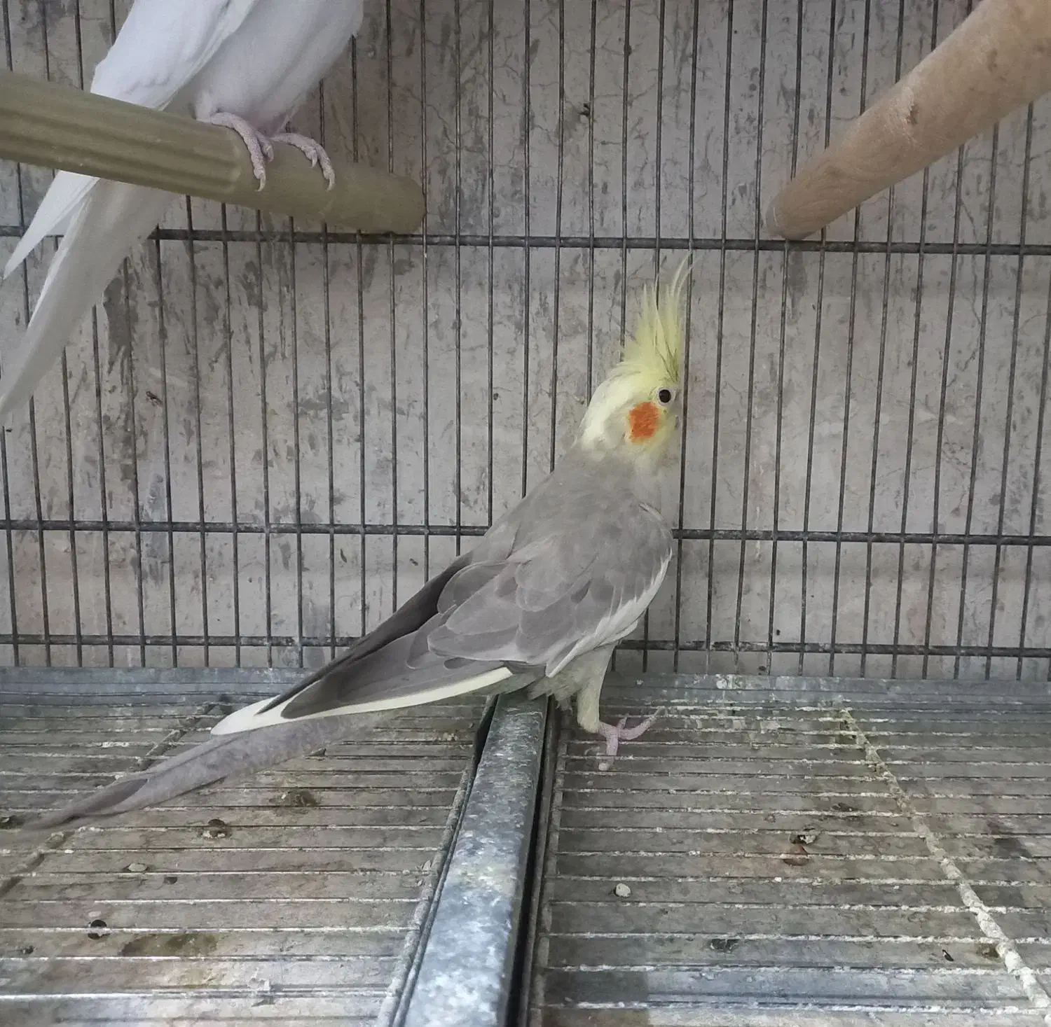 عروس هلندی بالغ آماده جفت|پرنده|هشتگرد, هیو|دیوار