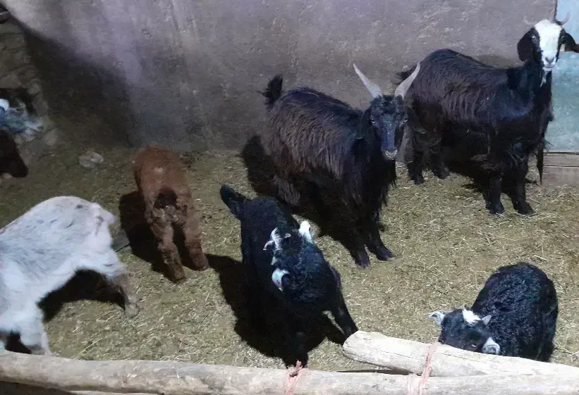 بز بزغاله چپیش|حیوانات مزرعه|ساوه, |دیوار