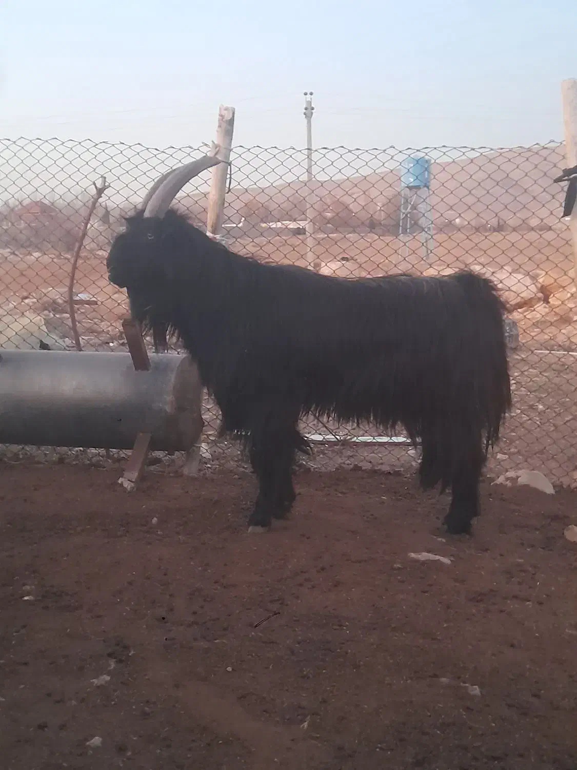 چپش یا پازن ترکی|حیوانات مزرعه|شیراز, شهرک قمشه|دیوار