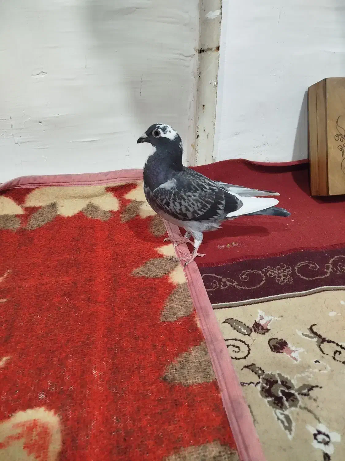 کبوتر گمشده در آبپخش|پرنده|آبپخش, |دیوار