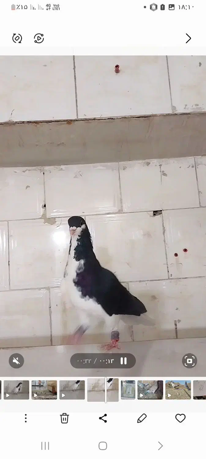 نر چپ سیاه شقه|پرنده|زاوه, |دیوار