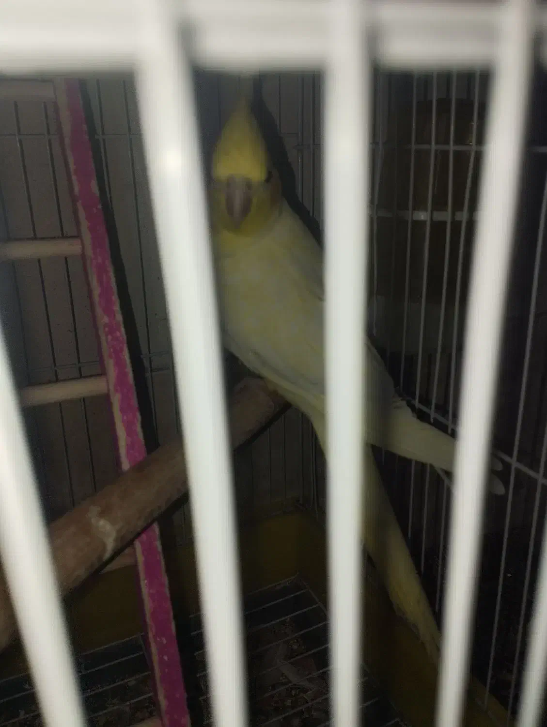 عروس چش شرابی|پرنده|میانه, |دیوار