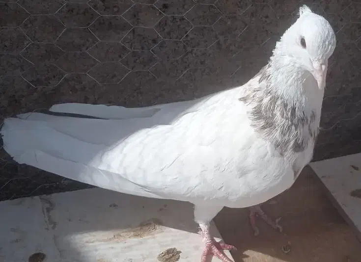 کفتر طوقی|پرنده|مبارکه, |دیوار