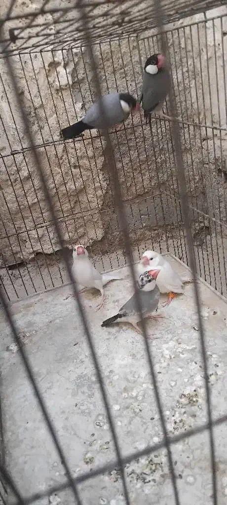 نرگسی|پرنده|سراوان, |دیوار