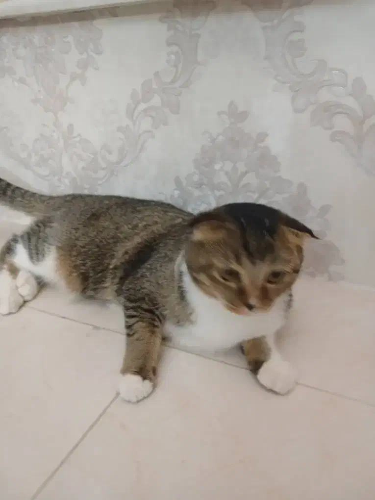 گربه اسکاتیش آروم وخانگی|گربه|مراغه, |دیوار