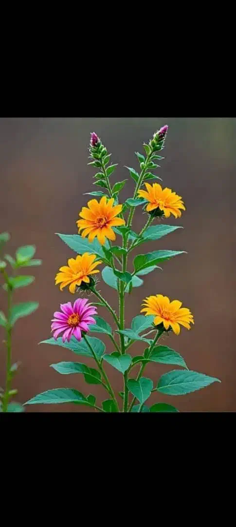 گل قند|گل و گیاه طبیعی|تفت, |دیوار