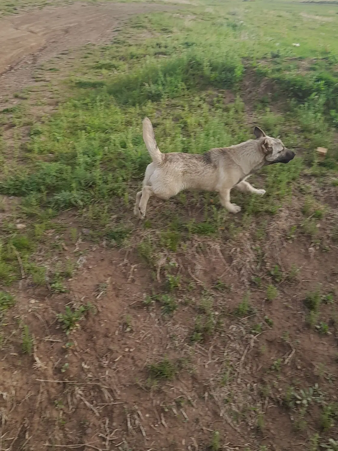 سگ پاکوتا|سگ|دهگلان, |دیوار