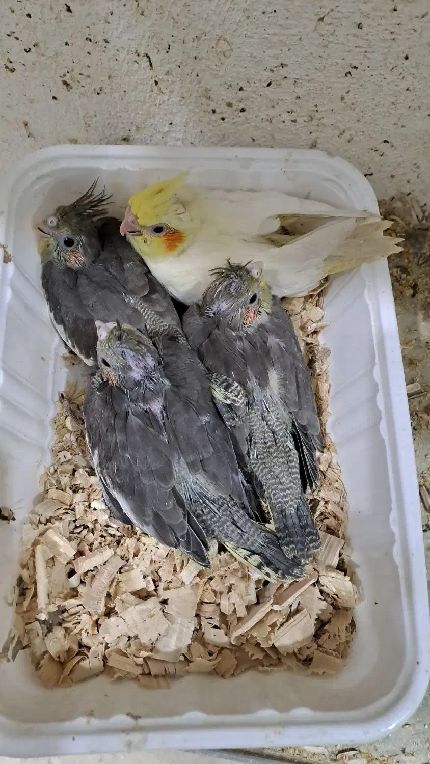 جوجه عروس سرلاکی نرم خور|پرنده|رشت, فلسطین|دیوار