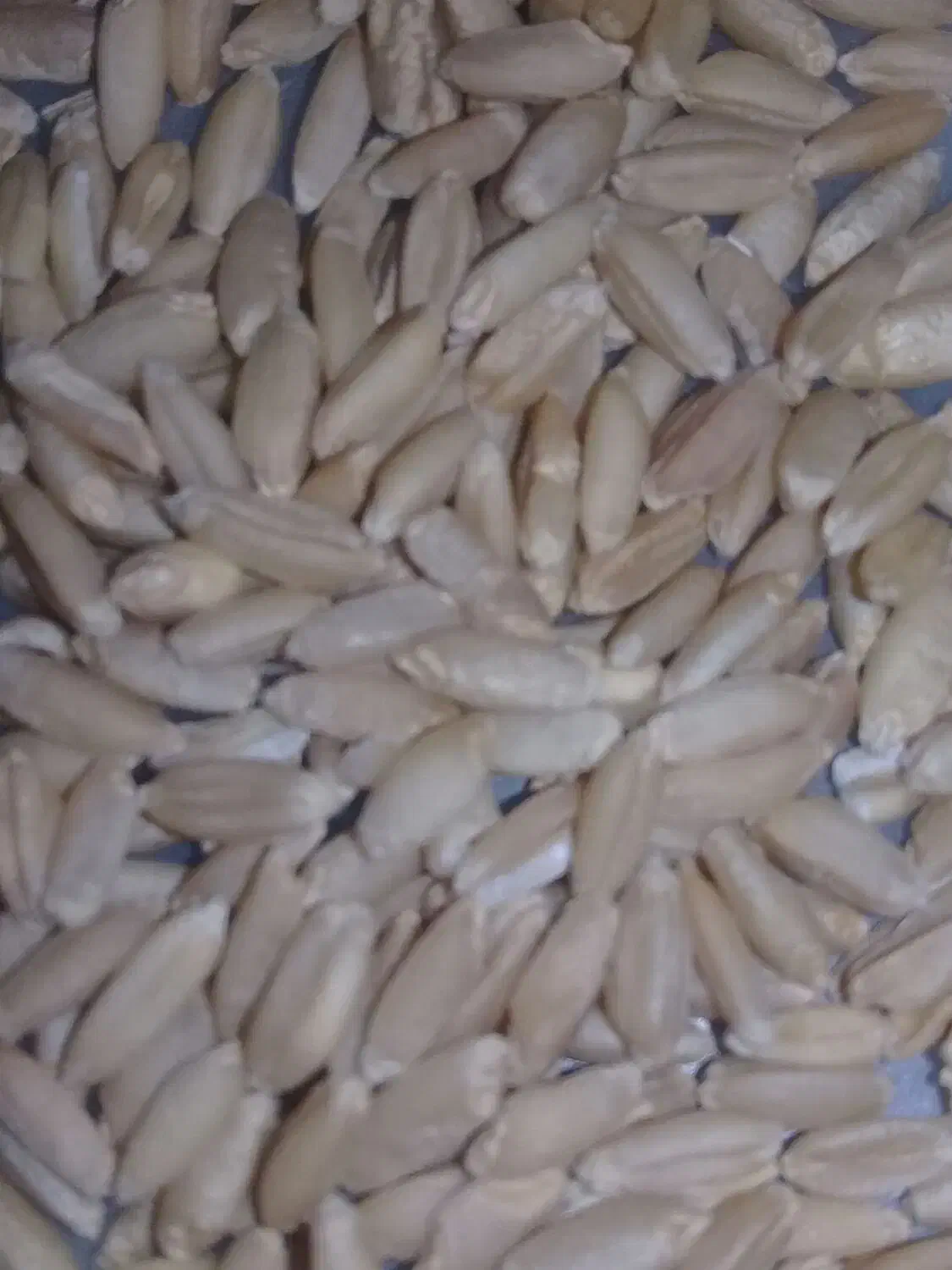 گندمفروش|عمدهفروشی|ماهیدشت, |دیوار