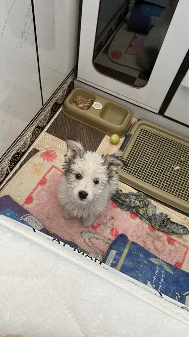 سگ اشپیتز کراس|سگ|شیراز, پودنک|دیوار