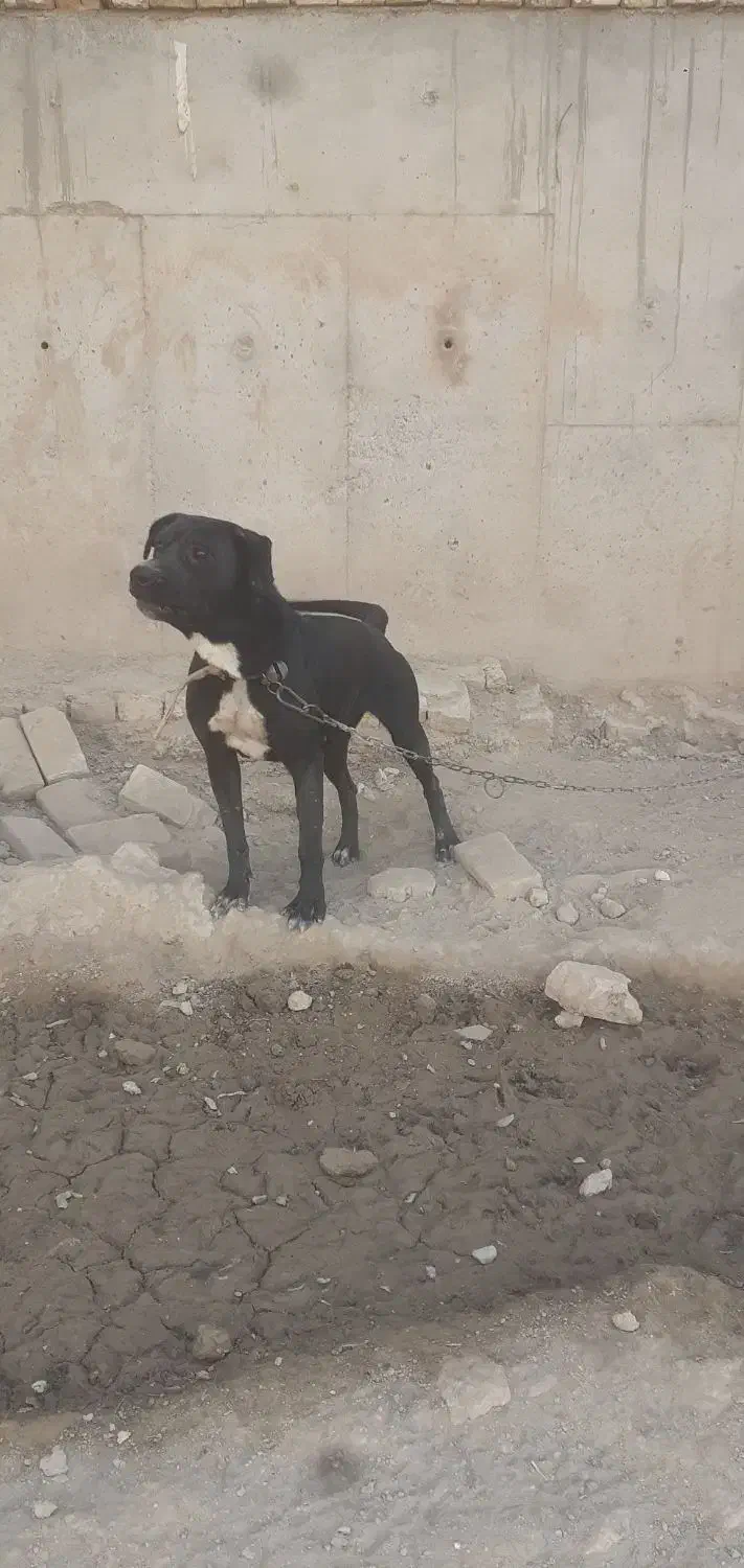 سگ ماده پیت پول|سگ|جوادآباد, |دیوار