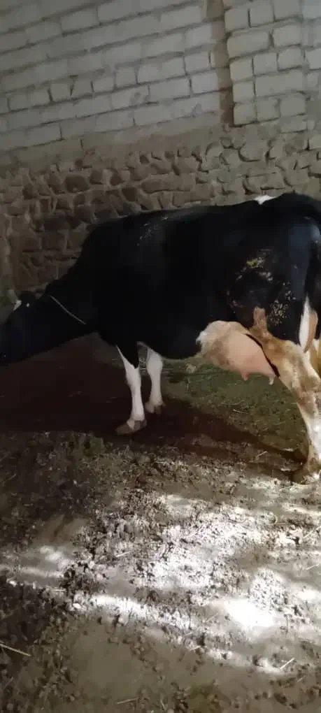 گاو|حیوانات مزرعه|میانه, |دیوار