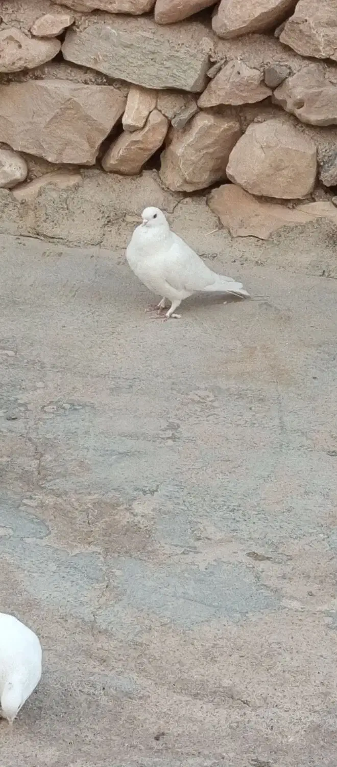 کبوتر|پرنده|لردگان, |دیوار