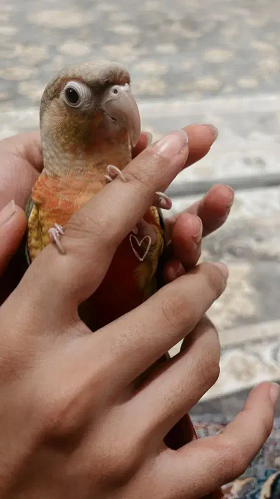 طوطی گیرینچیک|پرنده|فرمهین, |دیوار