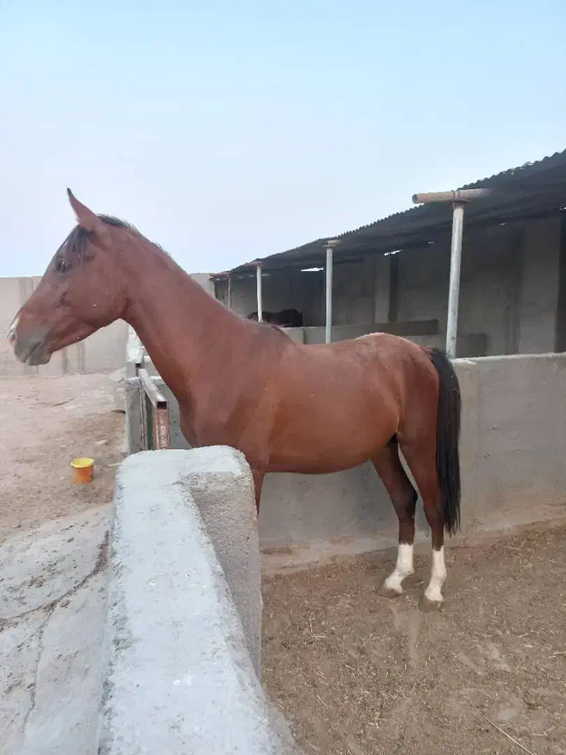 کره نریون کرد|اسب و تجهیزات اسبسواری|بوشهر, |دیوار