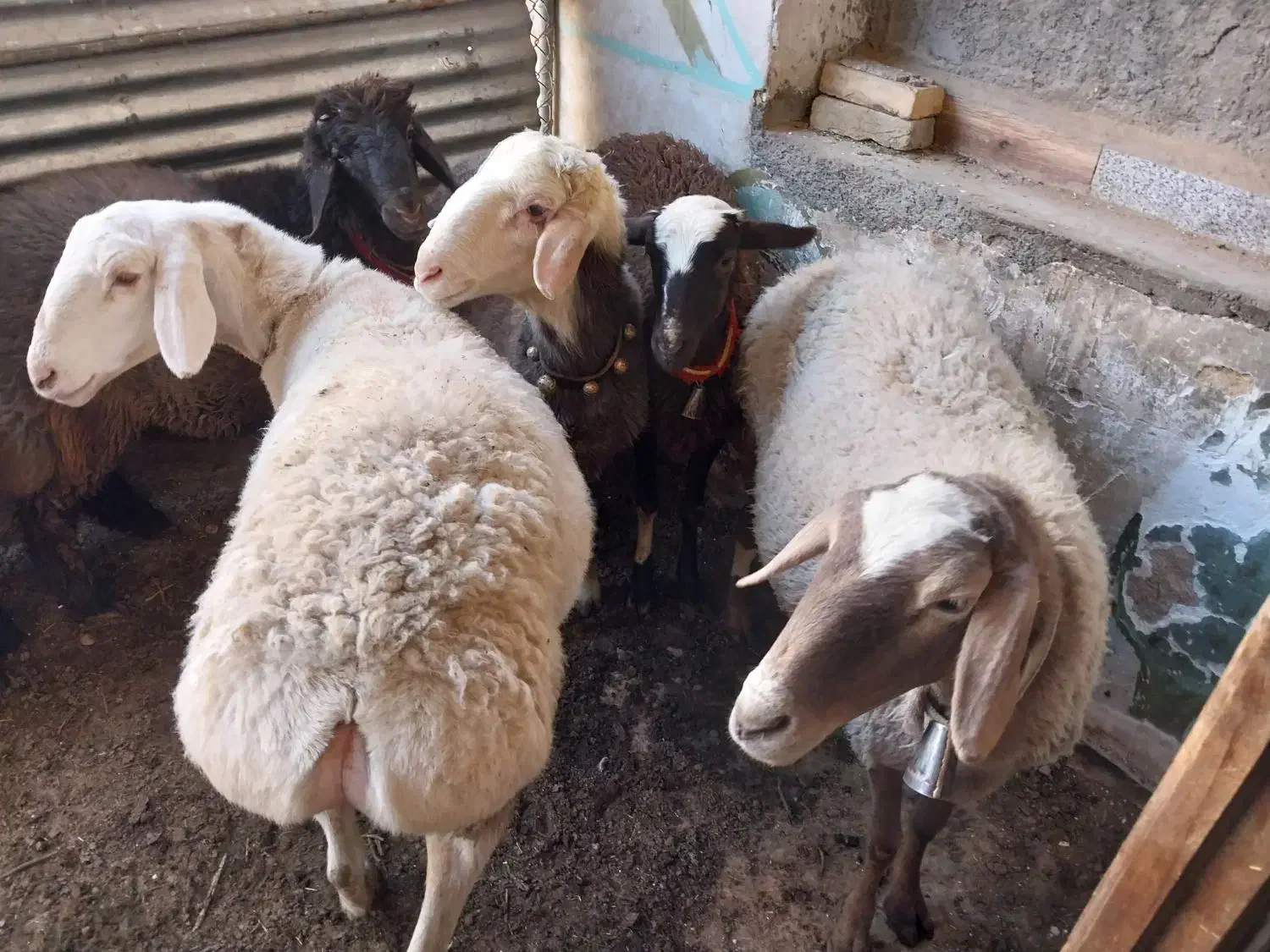 ۵ راس میش .۲راس قوچ .|حیوانات مزرعه|مبارکه, |دیوار