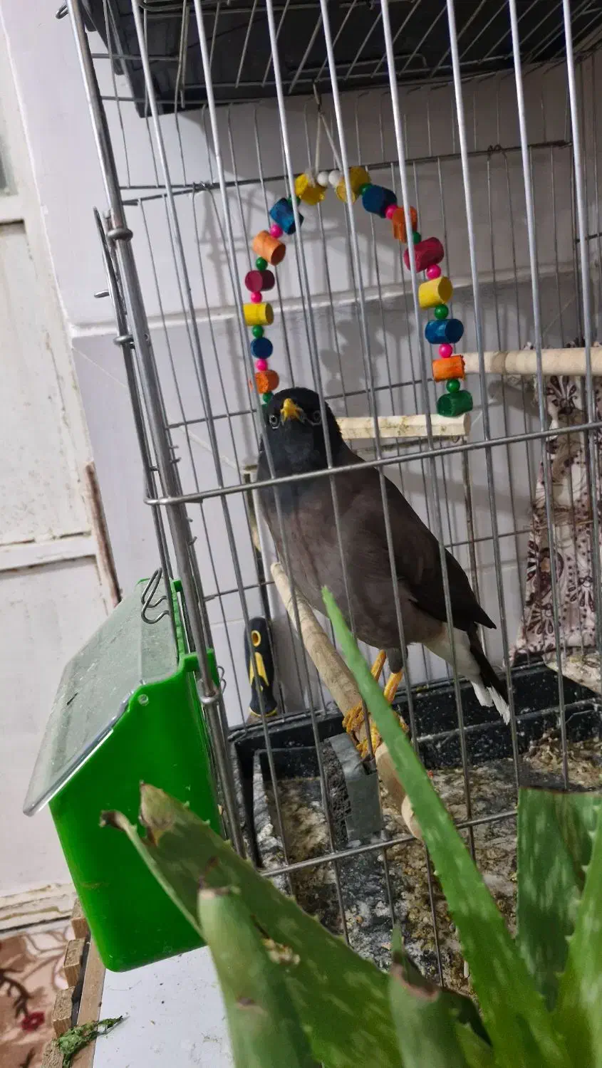 مرغ مینا .... یه جفت عروس هلندی|پرنده|مرودشت, ثبت احوال|دیوار