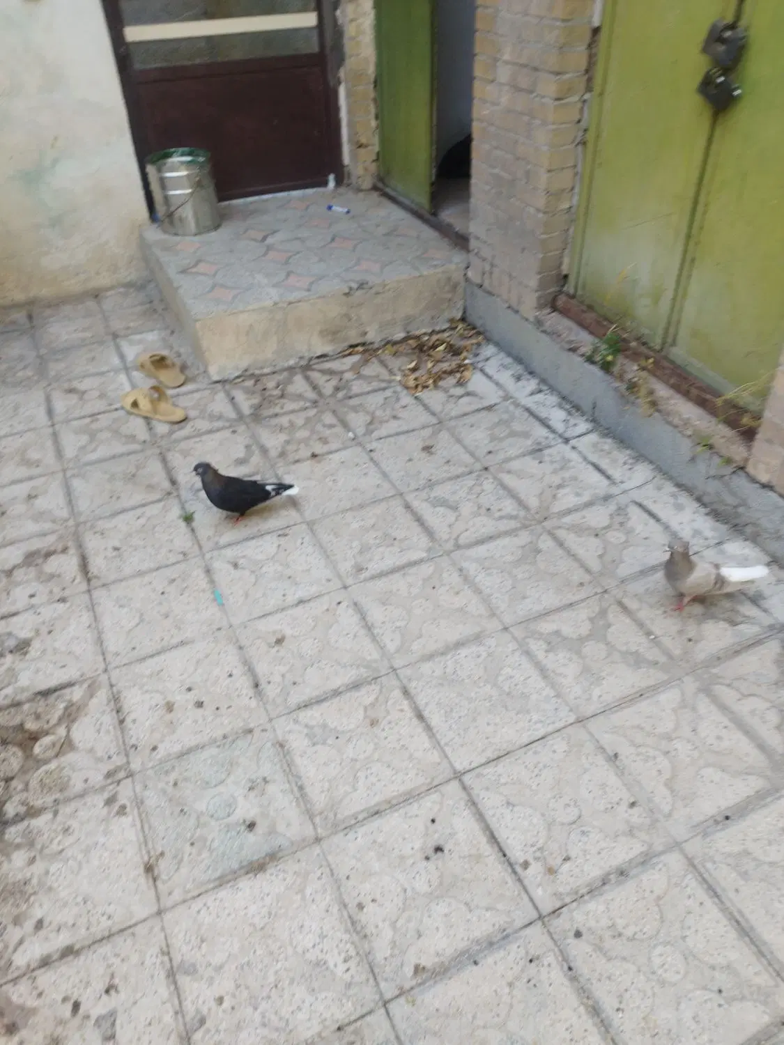 کبوتر|پرنده|شیراز, دینکان|دیوار
