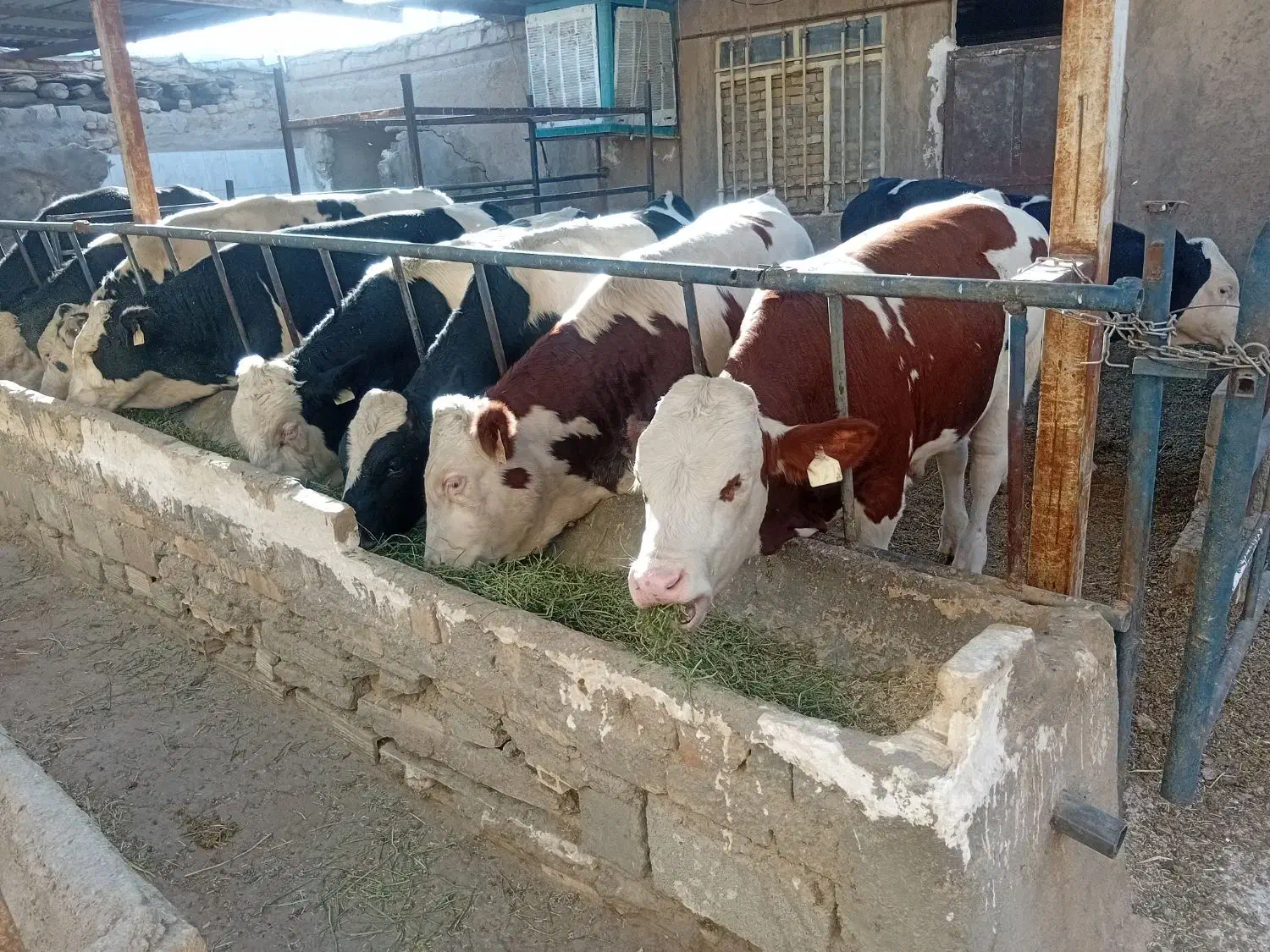 گوساله نر سیمینتال|حیوانات مزرعه|پیشخور, |دیوار