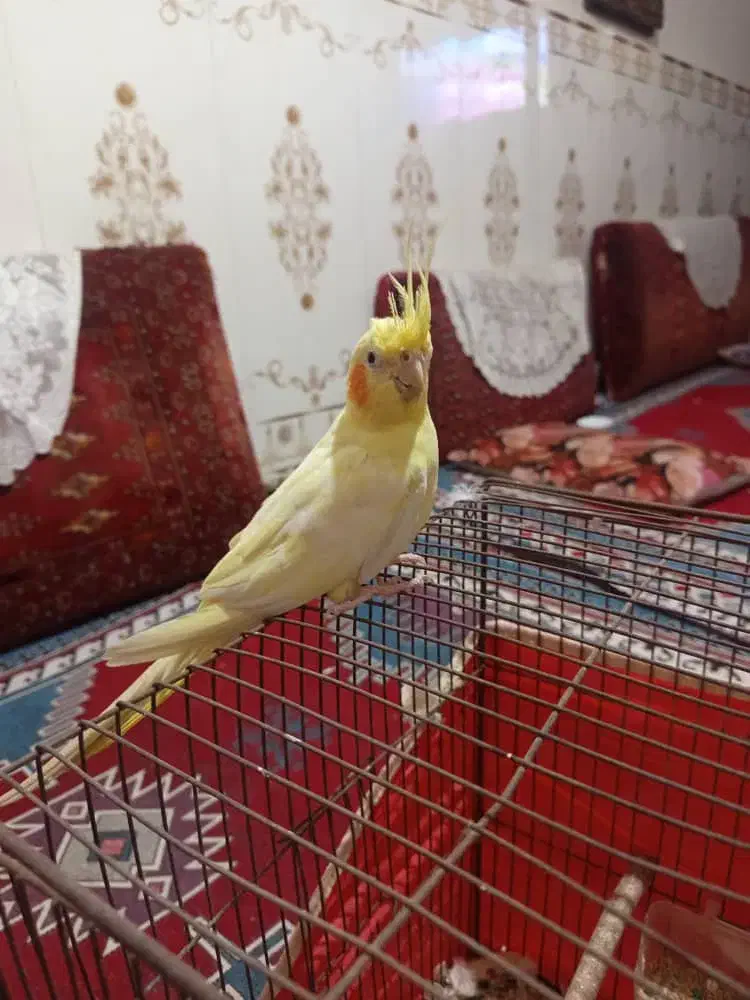 عروس هلندی|پرنده|بندرعباس, |دیوار