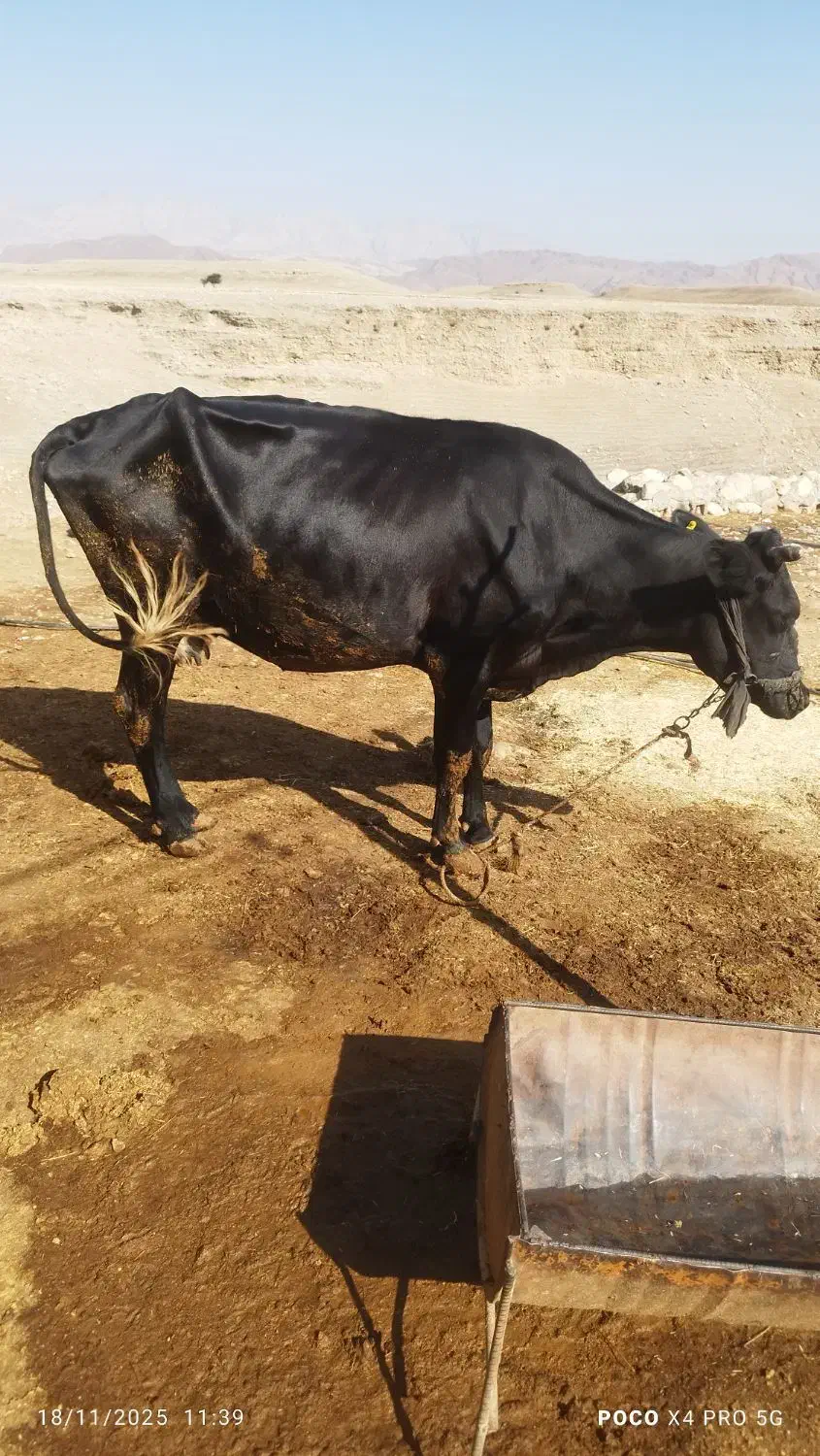 قیمت 75 میلیون|حیوانات مزرعه|آبدانان, |دیوار