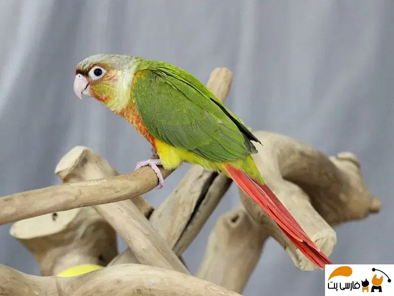 گرینچیک گم شده|حیوانات|قم, شهرک امام حسین|دیوار