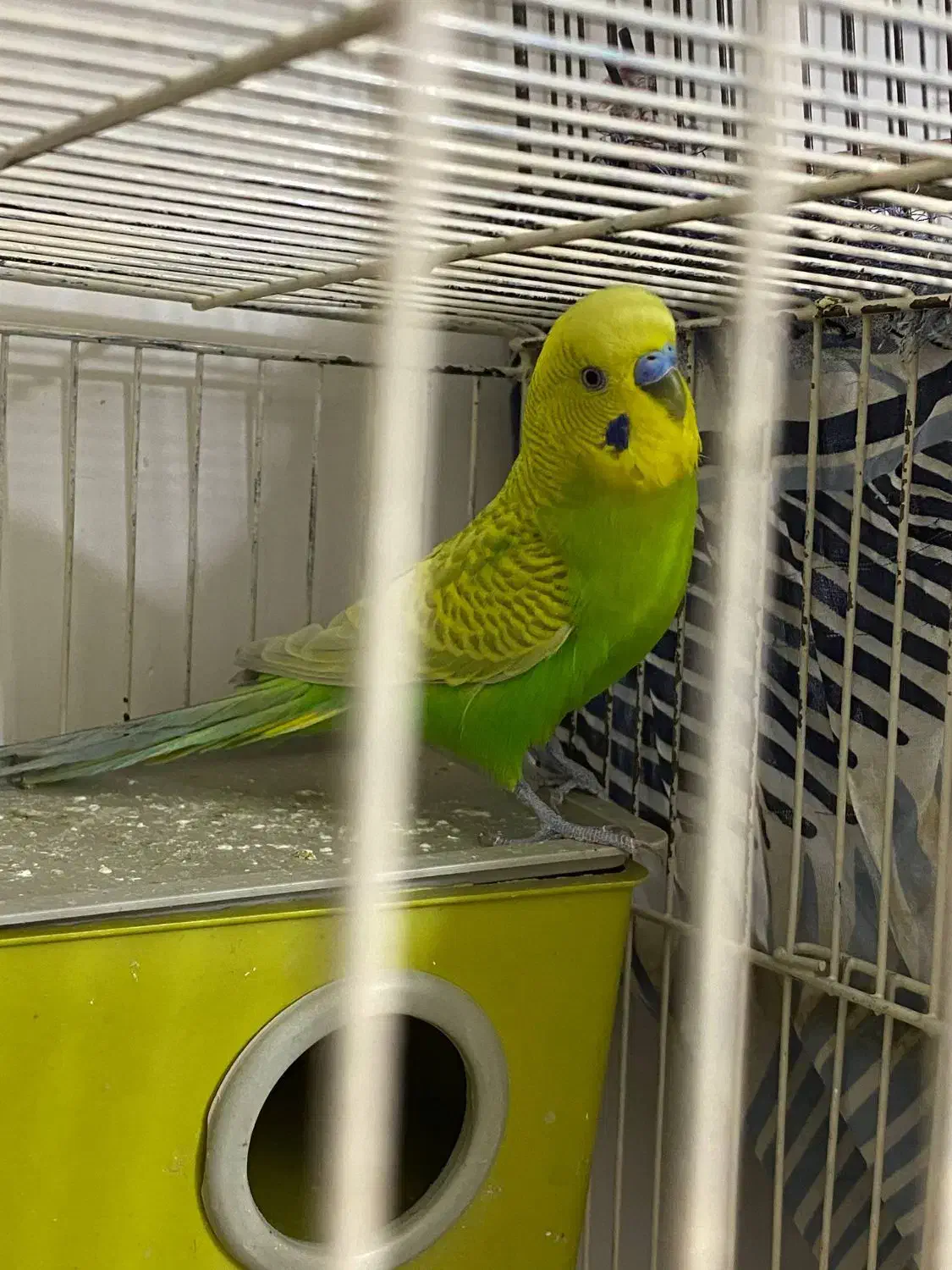 مرغ عشق|پرنده|سمنان, |دیوار