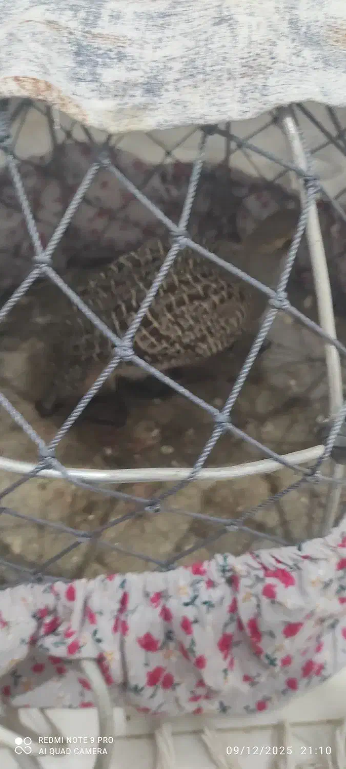 بلدرچین محلی معاوضه با نوک قنار و تیدی کبوتر|حیوانات مزرعه|بندرعباس, |دیوار