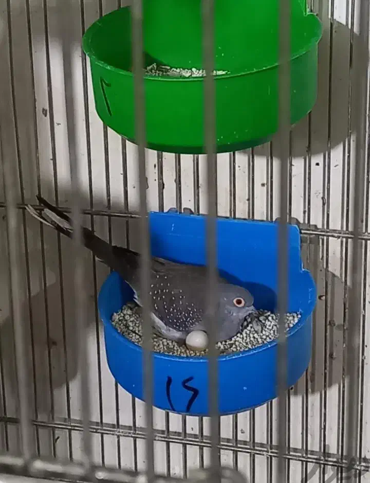 کبوتر خانگی تزئینی پرنده زینتی|پرنده|اصفهان, بهارستان|دیوار