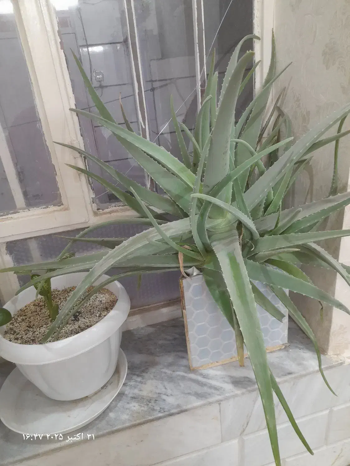 گلآلوورا|آرایشی، بهداشتی، درمانی|تربتحیدریه, سرمحله|دیوار